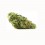 Jamaican Dream CBD GreenHouse - Wholesale CBD bud| Greenvillage.fr