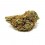 Orange Bud CBD GreenHouse - Wholesale CBD bud| Greenvillage.fr