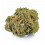 Vrac Mary Jane CBD GreenHouse - Wholesale CBD bud| Greenvillage.fr