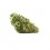 Vrac Tropical Skunk CBD - Greenhouse - Wholesale CBD bud| Greenvillage.fr