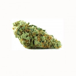 Vrac Jamaican Dream Mini Bud CBD Greenhouse - Fiori CBD all'ingrosso | Greenvillage.fr