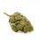 Vrac Jack Herer Indoor | Sigaretta elettronica all'ingrosso | Greenvillage.fr